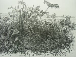 Willem Minderman - WILDE PLANTEN EN KASTEEL kopen? Bied vanaf 60!