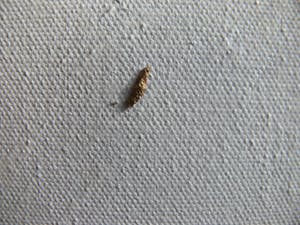 William Malucu - Sparkling times kopen? Bied vanaf 350!