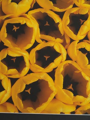 Paul Huf - Foto , Flowers : Gele Tulpen – gesigneerd & ingelijst - 1984 kopen? Bied vanaf 1!