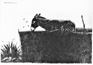 Simon Koene - Grieks ezeltje kopen? Bied vanaf 25!