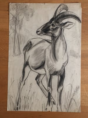 Engelien Reitsma-Valenca - Acht tekeningen van dieren in potlood of zwart krijt kopen? Bied vanaf 50!