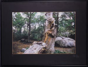 Paul Huf - Foto, Gorges d'Apremont bij Barbizon - Ingelijst kopen? Bied vanaf 1!