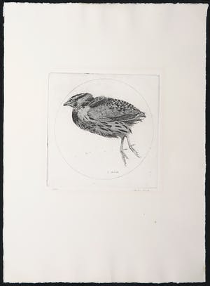 Charles Donker - Ets, Kwartel kopen? Bied vanaf 140!