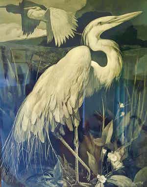 Adriaan van 't Hoff - zilverreiger verkocht voor € 75!