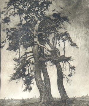 Frans Hogerwaard - Bomen kopen? Bied vanaf 100!