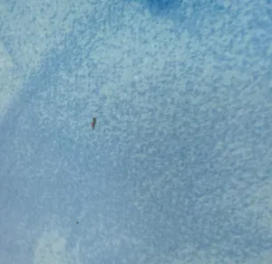 Ad Verstijnen - Zeefdruk, VW Bus - Ingelijst kopen? Bied vanaf 50!