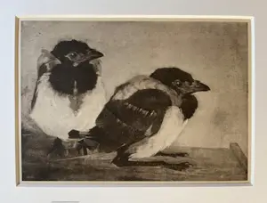 Jan Mankes - Originele Heliogravure - 2 Jonge Eksters 1923 kopen? Bied vanaf 120!