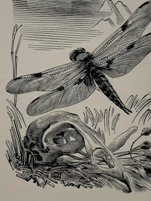 Dirk van Gelder - Houtgravure Libelle met vogelschedel kopen? Bied vanaf 30!