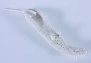 Kathja Smits - Porselein, Ratje kopen? Bied vanaf 100!