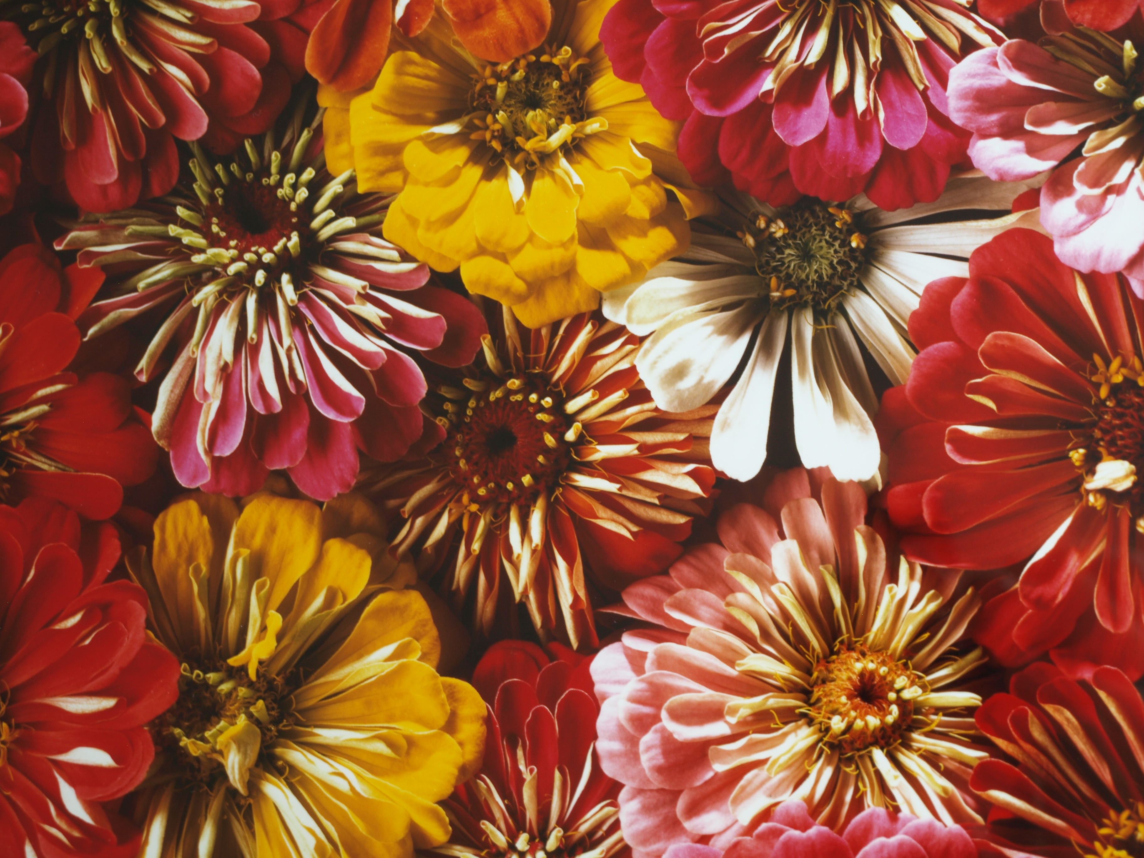 Paul Huf - Foto - Flowers – gesigneerd & ingelijst - 1984  kopen? Bied vanaf 125!