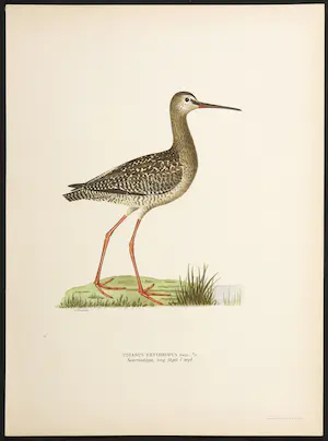 Wilhelm von Wright - Litho, Totanus Erythropus, uit Svenska foglar (...) kopen? Bied vanaf 1!