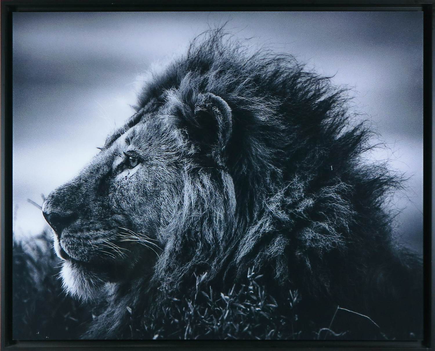 Laurent Baheux - Fotografie / perspex, Strong and sweet lion, Tanzania 2015 - Ingelijst kopen? Bied vanaf 250!