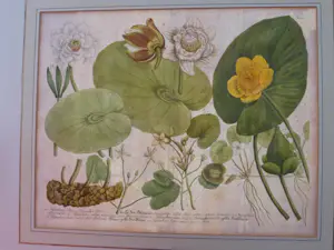 Johann Weinmann - Phytanthoza iconographia, Regensberg kaufen? Bieten Sie von 150!
