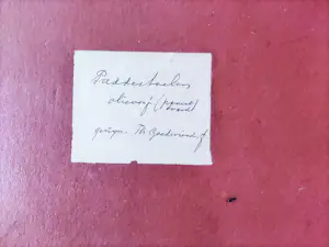 Theo Fransiscus Goedvriend - Paddenstoelen kopen? Bied vanaf 335!