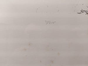 Arno van Iperen - Eik in landschap kopen? Bied vanaf 35!