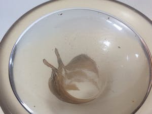 Niet of onleesbaar gesigneerd - Vaas met verguld floraal decor kopen? Bied vanaf 1!