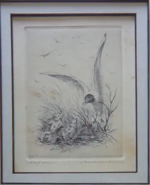 Maarten Langbroek - LOT 2 STUKS / KIEVIT + KAPMEEUW / ZW-W ETS / 26x22cm / KADER / SIG kopen? Bied vanaf 45!