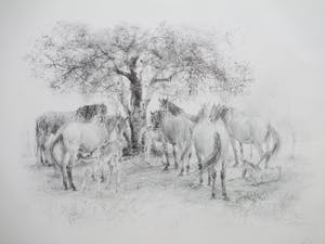 Piet Klaasse - Paarden en Veulens - Litho kopen? Bied vanaf 45!