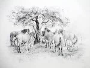 Piet Klaasse - Paarden en Veulens - Litho verkocht voor € 45!