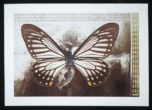 Mark Verdoes - Giclee, Vlinder V kopen? Bied vanaf 1!