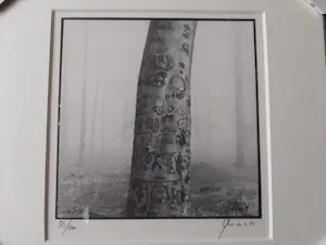 Ralph Janowski - 3 werken, van Ralph Janowski, Boom in de ochtend mist nieuw ingelijst kopen? Bied vanaf 100!