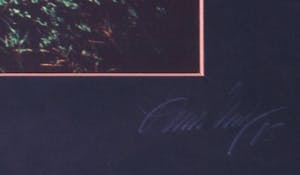 Paul Huf - Foto, Open plek in het woud van Fontainebleau - Ingelijst kopen? Bied vanaf 1!