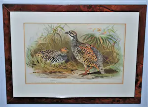 Edward Neale - Patrijzen - lithografie 19e eeuw kopen? Bied vanaf 35!