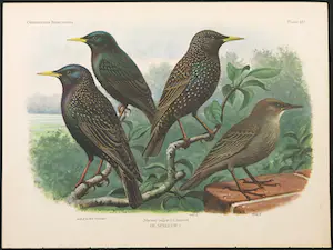 Eduard Daniël van Oort - Chromolitho, Lot van vier voorstellingen uit 'De Vogels van Nederland' kopen? Bied vanaf 1!