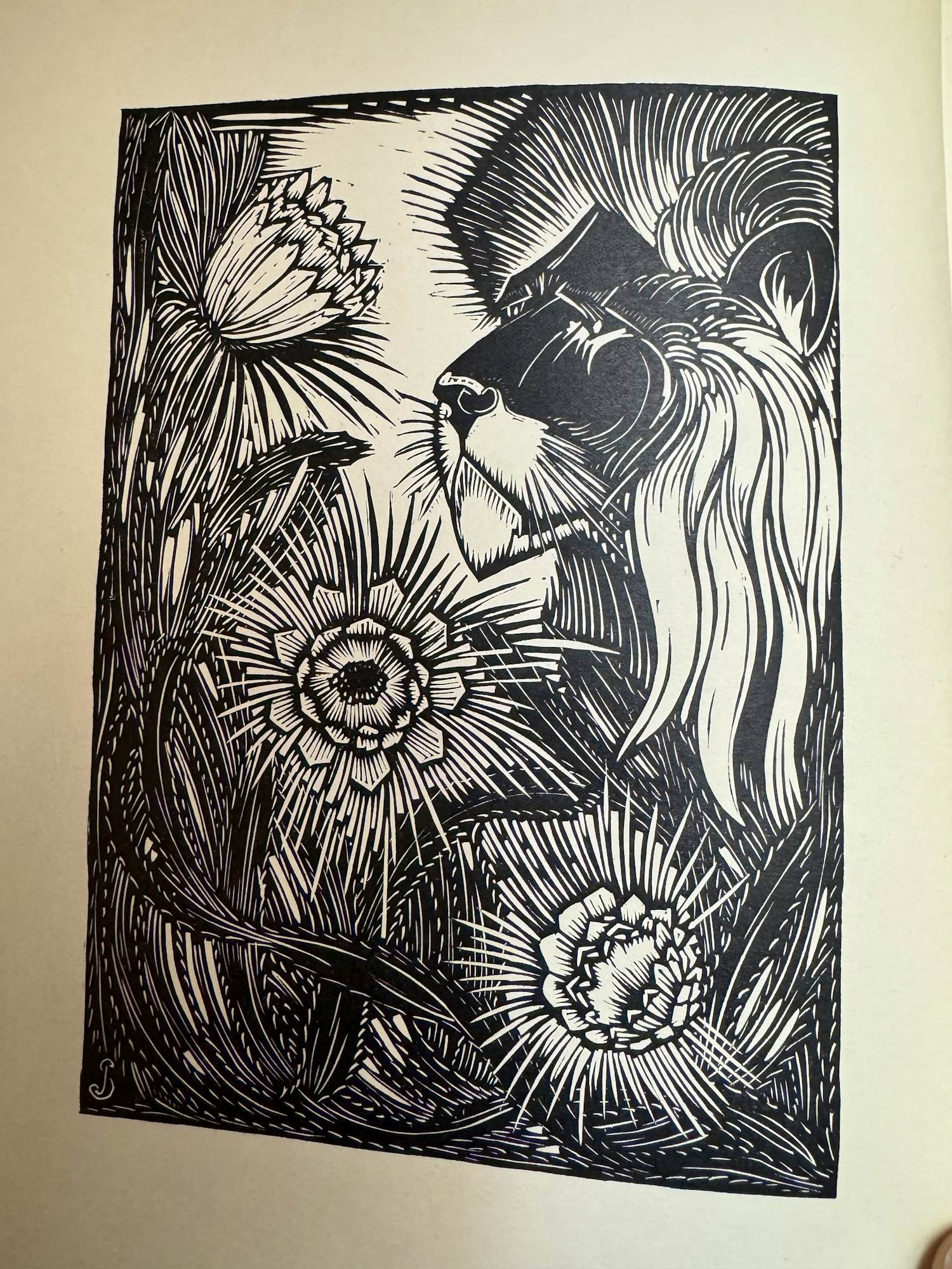 Jan Schonk - Leeuwen kopen? Bied vanaf 120!