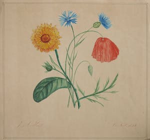 Niet of onleesbaar gesigneerd - Aquarel, Paardenbloem, Distels en Klaproos kopen? Bied vanaf 1!