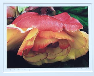 Bert Houweling - 'Roos' kopen? Bied vanaf 1!