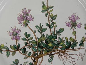 Villeroy & Boch - Botanica bord Thymus kopen? Bied vanaf 1!