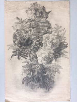 Aart van Dobbenburgh - Varens kopen? Bied vanaf 10!