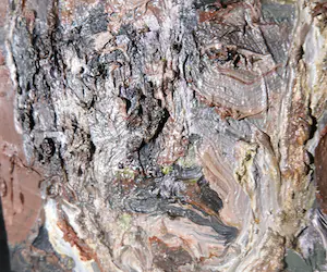 Manfred Mahsberg - Öl auf Leinwand auf Tafel, August Strindberg kopen? Bied vanaf 50!