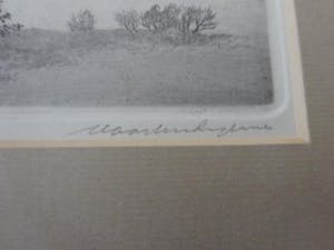 Maarten Langbroek - Boom in de duinen kopen? Bied vanaf 1!