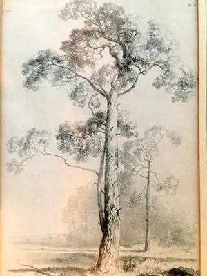 Alexander Joseph Daiwaille - Smalle boom - Lithografie, Ingelijst kopen? Bied vanaf 45!