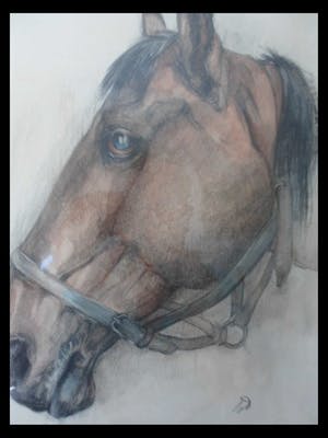 Tini van Doornik - Pastel/Krijt. Paardenhoofd. kopen? Bied vanaf 15!