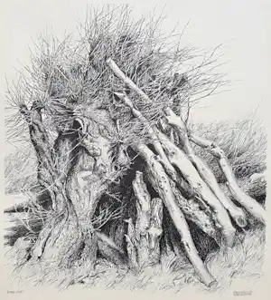 Patrick Creyghton - Wilg met boomstammen, litho verkauft für € 50!
