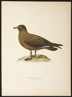Wilhelm von Wright - Litho, Stercorarius Skua, uit Svenska foglar (...) kopen? Bied vanaf 1!