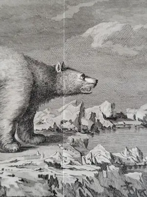 John Webber - "IJsbeer". kopen? Bied vanaf 45!