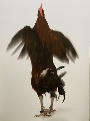 Koen Vanmechelen - Fighter kopen? Bied vanaf 400!