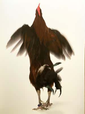 Koen Vanmechelen - Fighter verkocht voor € 400!