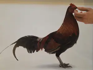 Roger Raveel - Feeding Chicken kopen? Bied vanaf 895!