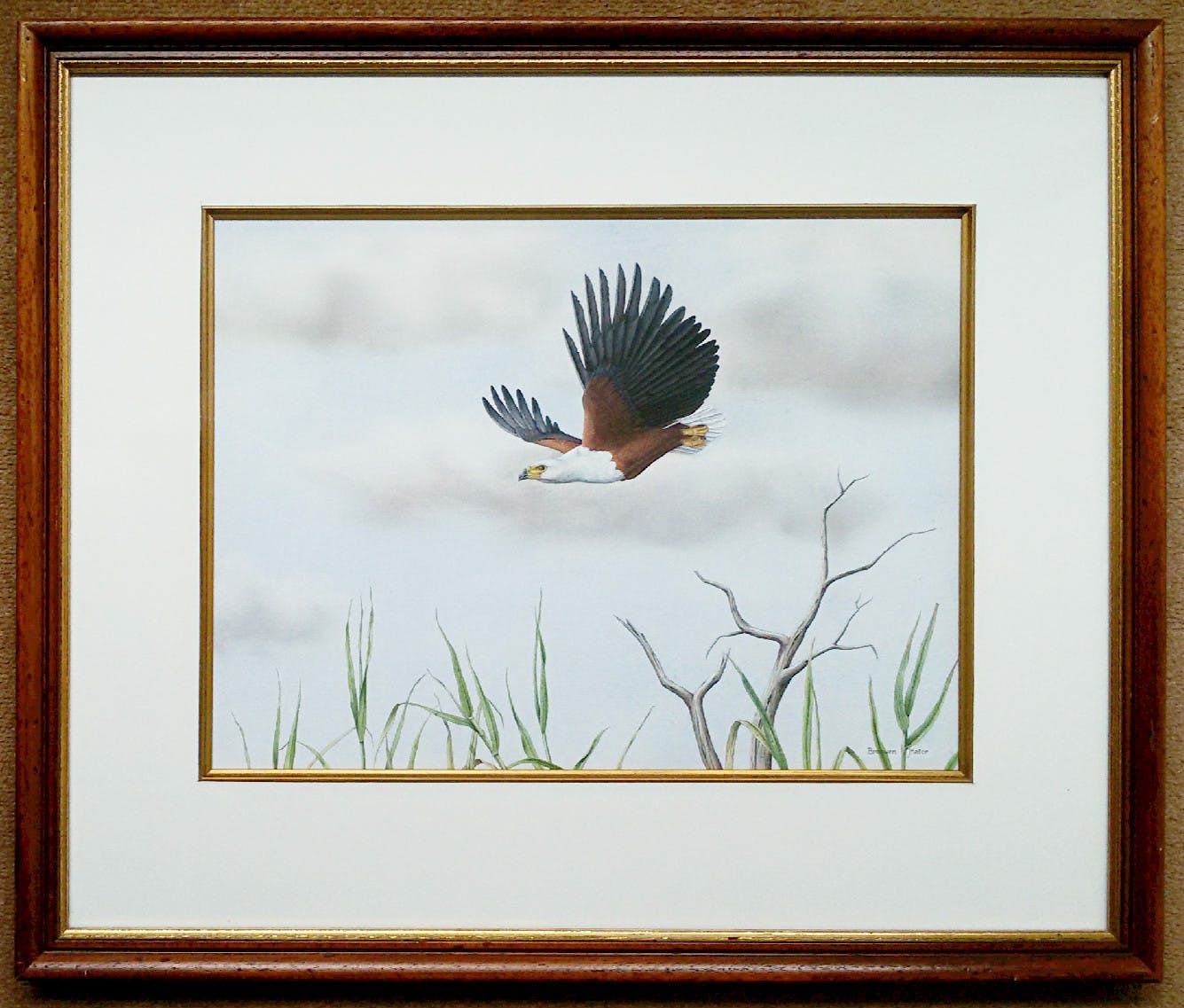 Niet of onleesbaar gesigneerd - Afrikaanse zeearend, gemengde techniek (mooi ingelijst) kopen? Bied vanaf 1!