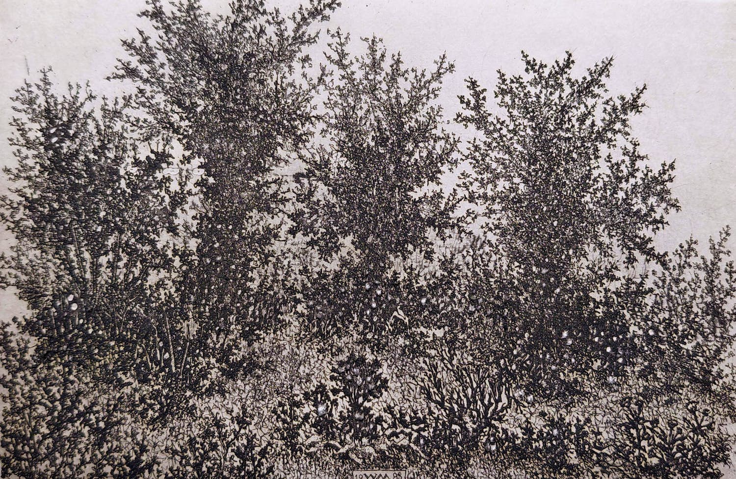 Willem Minderman - Struiken, ets kopen? Bied vanaf 45!