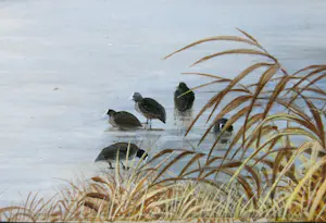 Ari Stolk - Fata Morgana kopen? Bied vanaf 150!