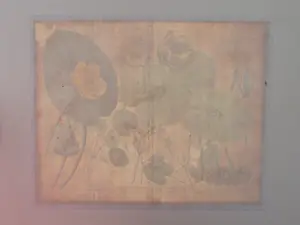 Johann Weinmann - Phytanthoza iconographia, Regensberg kaufen? Bieten Sie von 150!