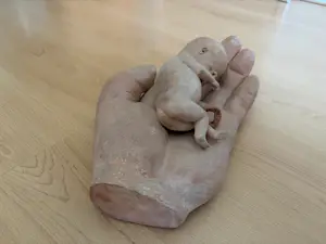Marion Askjaer-Veld - Hand met foetus kopen? Bied vanaf 500!