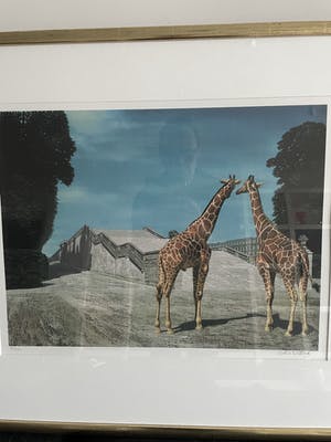 Carel Willink - Grote litho 'Twee Giraffen' kopen? Bied vanaf 210!