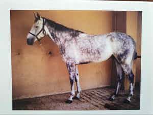 Charlotte Dumas - The horses of the Roman Carabinieri a cavallo at rest after work verkocht voor € 40!